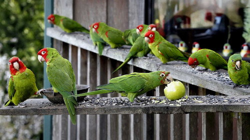 The Wild Parrots of Telegraph Hill