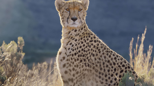 Africa Earth's Wild Home
