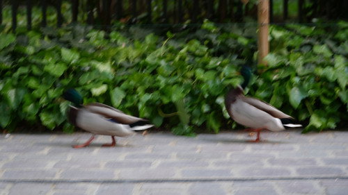 Une balade au square des batignoles Backdrop Blur