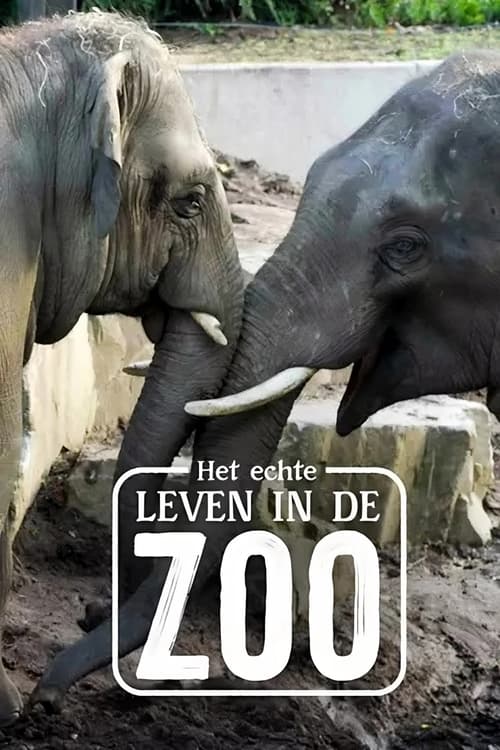 Het Echte Leven in de ZOO Season 1 Episode 3 : Episode 3