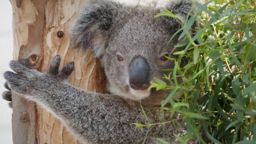 Koala Boys