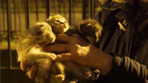 The Cat Rescuers still