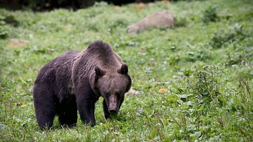 Bears of the Carpathians/Mathain nan Carpathian