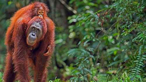 Meet the Orangutans — Fondos 1
