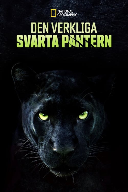 The Real Black Panther poster