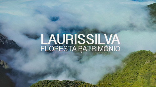 Laurissilva - Floresta Património Backdrop Blur