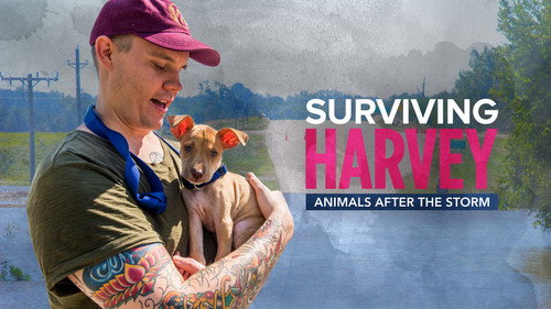 Surviving Harvey: Animals After the Storm Bild 3