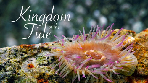 Kingdom of the Tide - Season 1 Backdrop Blur