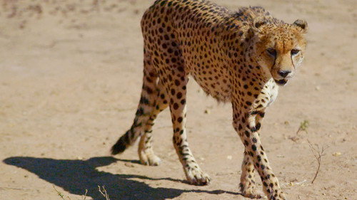 Kgalagadi Transfrontier Park