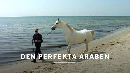 Den perfekta araben Backdrop Blur