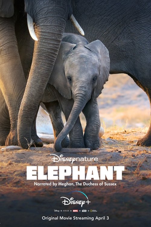 Elephant poster