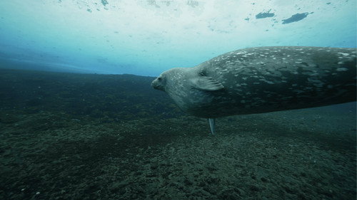 Antarctica in a Warming World