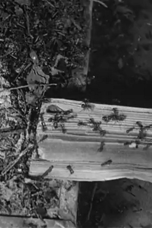 The Battle of the Ants (1922)