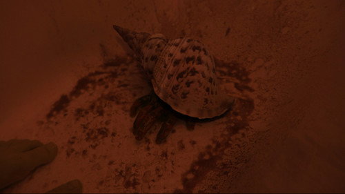 Whispers of the Waves