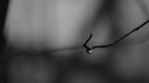 When the Crows Went Wild still