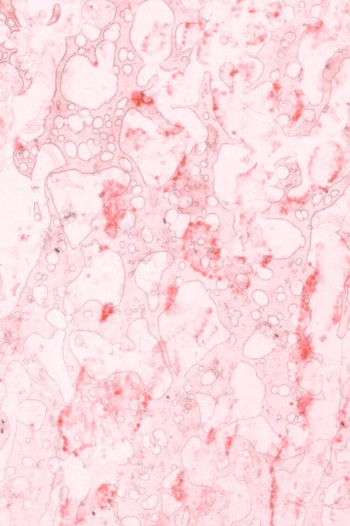 Earthworms Spit Love Songs