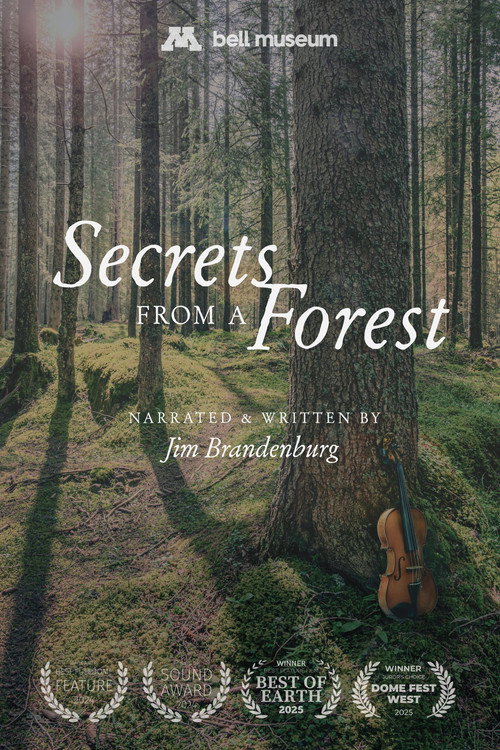 Secrets From a Forest