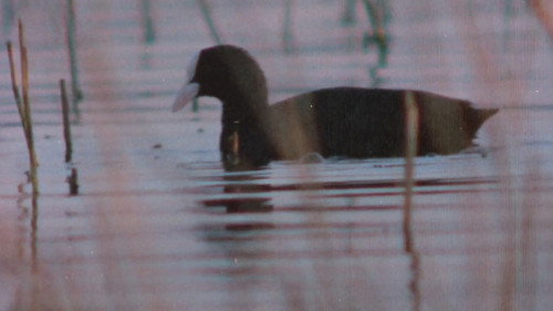 The Sounds of the Northern Forests