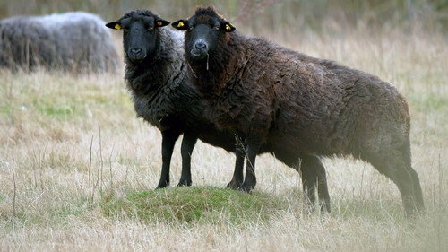Rügen - Weiße Felsen, grüne Wälder