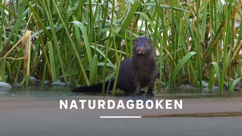 Naturdagboken - Season 1 Backdrop Blur