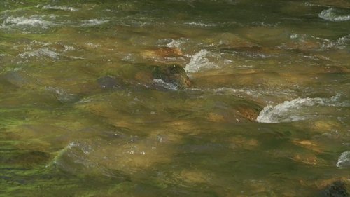 Les herbes image 5