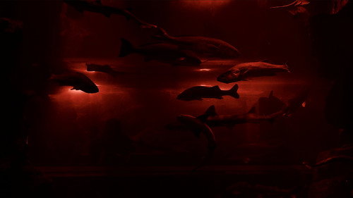 Red Wave​