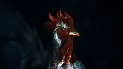 backdrop Rooster Road