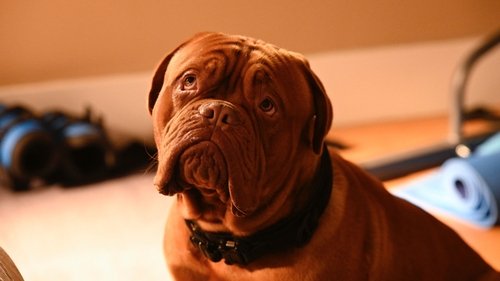Turner e Hooch Episódio 2