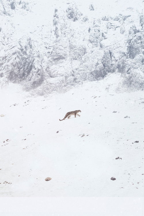 The Velvet Queen poster