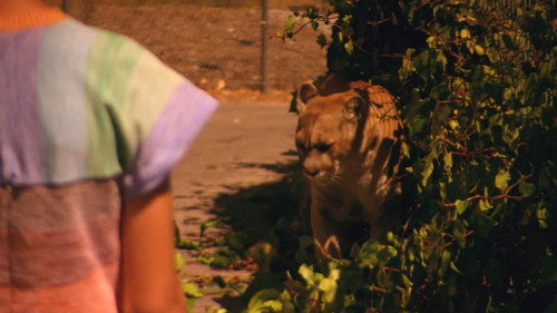 Wild Tigers I Have Known