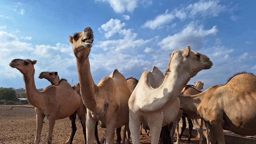 Kenya: The Camel Milk Gamble