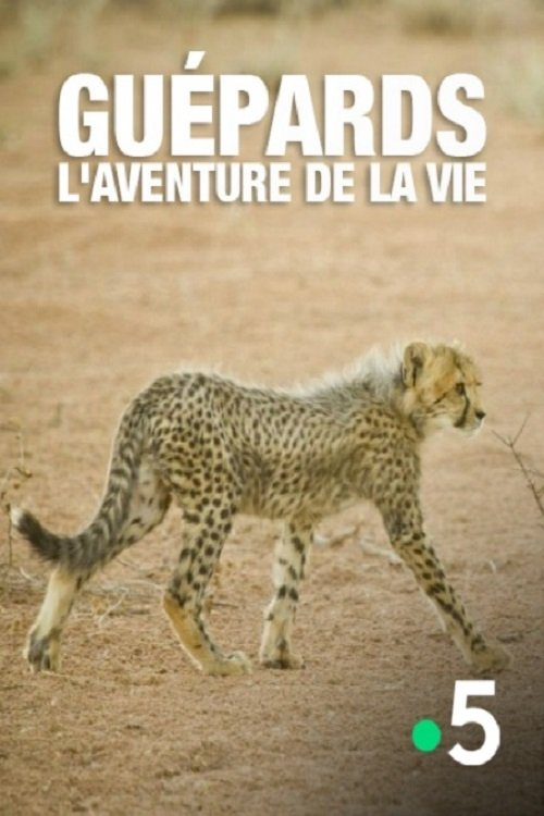Guépards, l'aventure de la vie movie poster player
