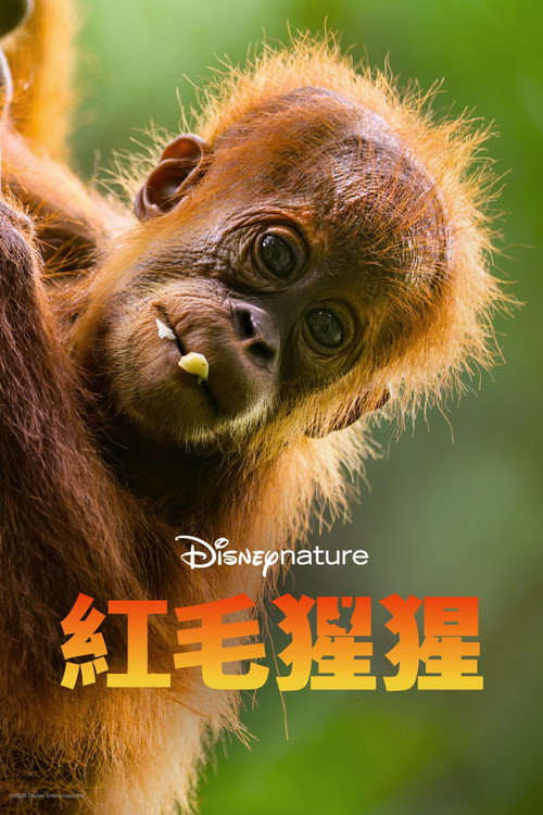 Orangutan poster