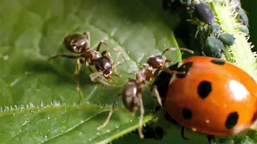 Image de l'épisode 4