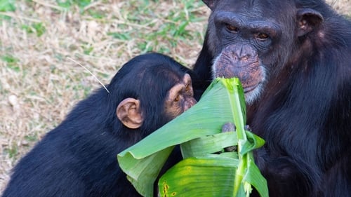 Poster della serie Meet the Chimps