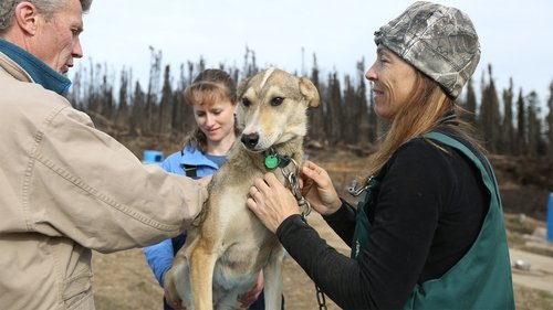 Poster della serie Dr. Oakley, Yukon Vet