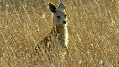 Secret Life of the Kangaroo - Season 1 Backdrop Blur