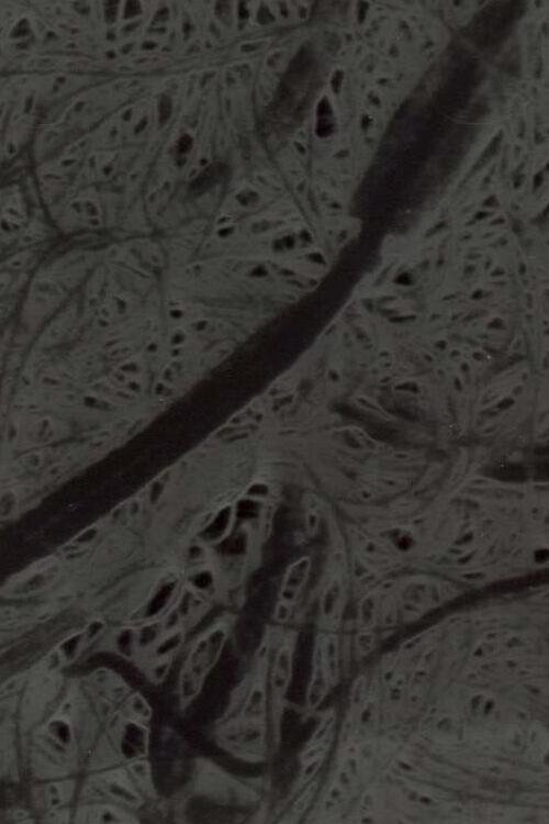 Ecosystem 6 ~ A Sort of Mycelium movie poster player