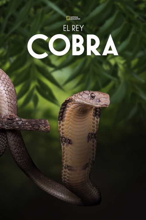 Secrets of the King Cobra poster