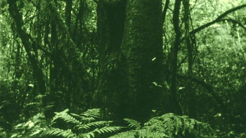 The Eyes in the Woods and the Taste in the Water