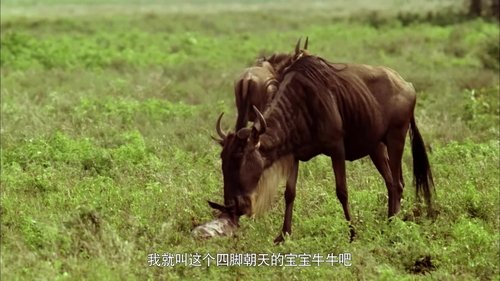 If I Were a Lion