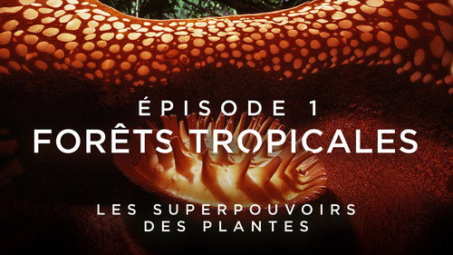 Image Forêts tropicales
