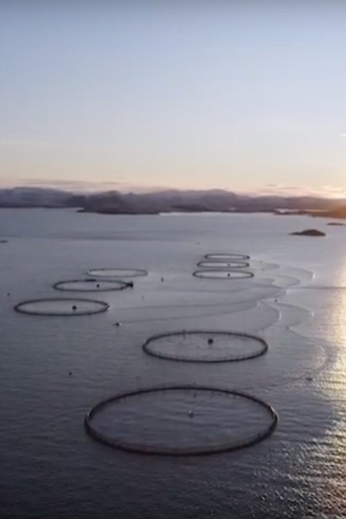 The Fate of Norwegian Salmon