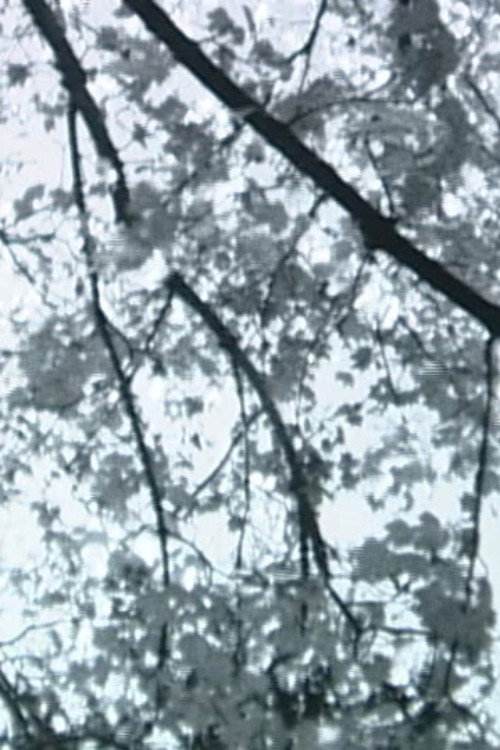 Branches Along the Trail