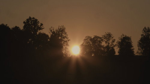 Sun, Trees, Sun still