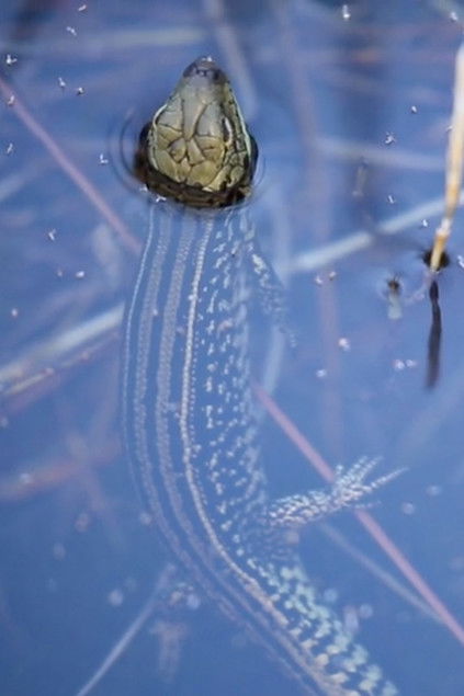 Liquid Heart: Restoring the Australian Alps