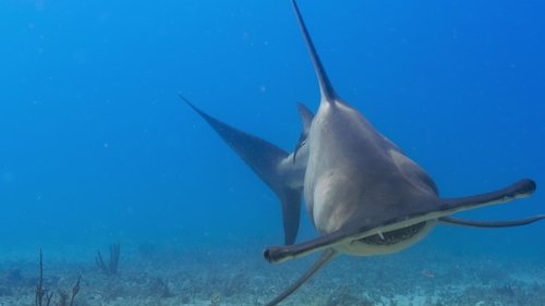 OceanXplorers: 1×4
