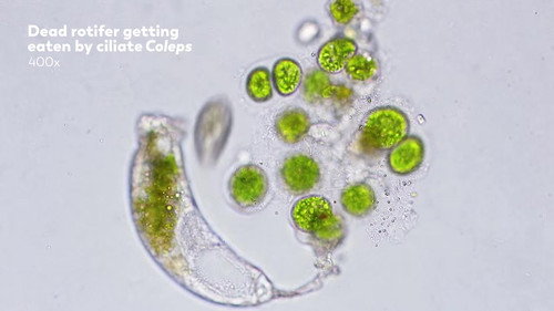 How Do Protozoa Get Around?