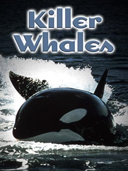 |PL| Killer Whales- Up Close and Personal