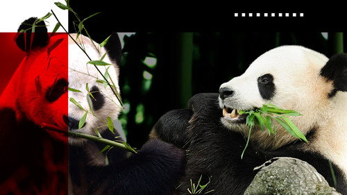 10 Ups & Downs of the Panda Pair